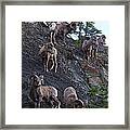 Bighorn Sheep - Rocky Mountains Framed Print