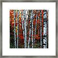 Birch Cluster In Fall Framed Print