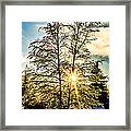 Birch Frost Framed Print