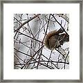 Birch Squirrel Framed Print