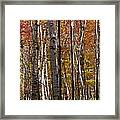 Birch Trees In Autumn Framed Print