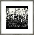 Birch Trees Framed Print