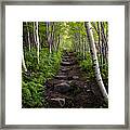 Birch Woods Hike Framed Print