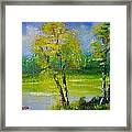 Birches Framed Print