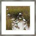 Bird Brunch Framed Print