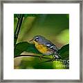 Bird Little Yellow Breasted Framed Print