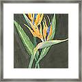 Bird Of Paradise Framed Print