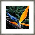 Bird Of Paradise Framed Print