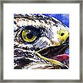Bird Of Prey 2 Framed Print