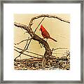 Bird On A Vine Framed Print