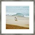 Bird On The Beach Framed Print