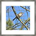 Bird On Tree Limb Framed Print