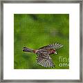 Bird Soaring With Food In Beak Framed Print