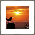 Bird With Insect At Sunset Framed Print