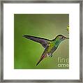 Birds And The Bee's Framed Print