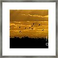Birds Coming Back To Roost At Sunset Framed Print