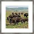 Bison Buffalo In Wind Cave National Park Framed Print