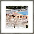 Bison Crossing Edge Of Grand Prismatic Spring In Yellowstone National Park Framed Print