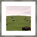 Bison Herd Framed Print