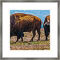 Two Bison In Field In The Daytime Framed Print