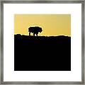 Bison Sunrise Framed Print