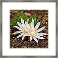 Bitterroot Beauty Framed Print