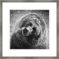 Black And White Grizzly Framed Print