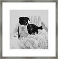 Black And White In The Snow Framed Print