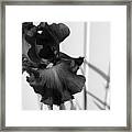 Black And White Iris Framed Print