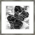 Black And White Maui Flowers Framed Print
