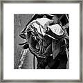 Black And White Monochrome Pink Rose In Half Profile Framed Print