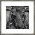 Black And White Moose Close Up Framed Print
