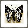 Black And White Moth Framed Print