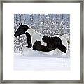 Black And White Paint Horse In Snow Framed Print