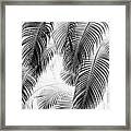 Black And White Palm Fronds Framed Print