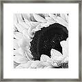 Black And White Sunflower Framed Print