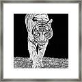 Black-and-white Tiger Framed Print