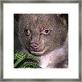 Black Bear Cub Portrait Wildlife Rescue Framed Print