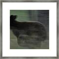 Black Bear Cub Running Framed Print