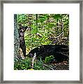 Black Bear Cubs Stand Watch While Momma Bear Sleeps. Framed Print