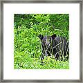 Black Bear In Weeds Framed Print