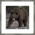 Black Bear Framed Print