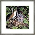 Black-billed Cuckoo Framed Print