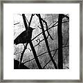 Black Bird Framed Print