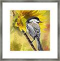 Black Capped Chickadee Checking Out The Sunflowers Framed Print