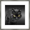 Black Cat Framed Print