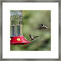 Black-chinned Hummingbird Action Panorama Framed Print