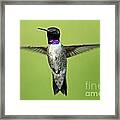 Black-chinned Hummingbird Framed Print