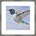 Da194 Black Chinned Hummingbird By Daniel Adams Framed Print