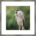 Black-crowned Night Heron Calling Framed Print